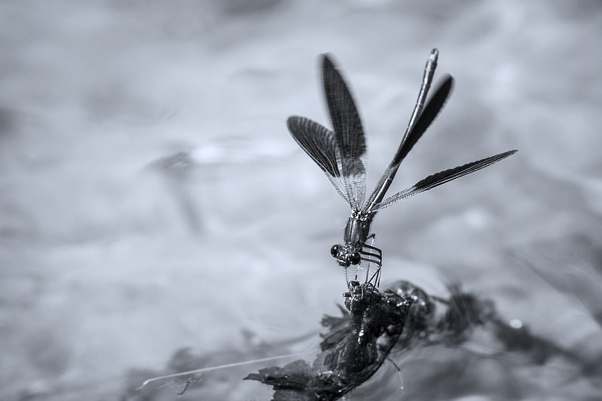 Black and white macro of a damselfly on a twig
