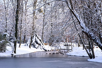 Frozen River in Snowy Winter Forest with Ducks