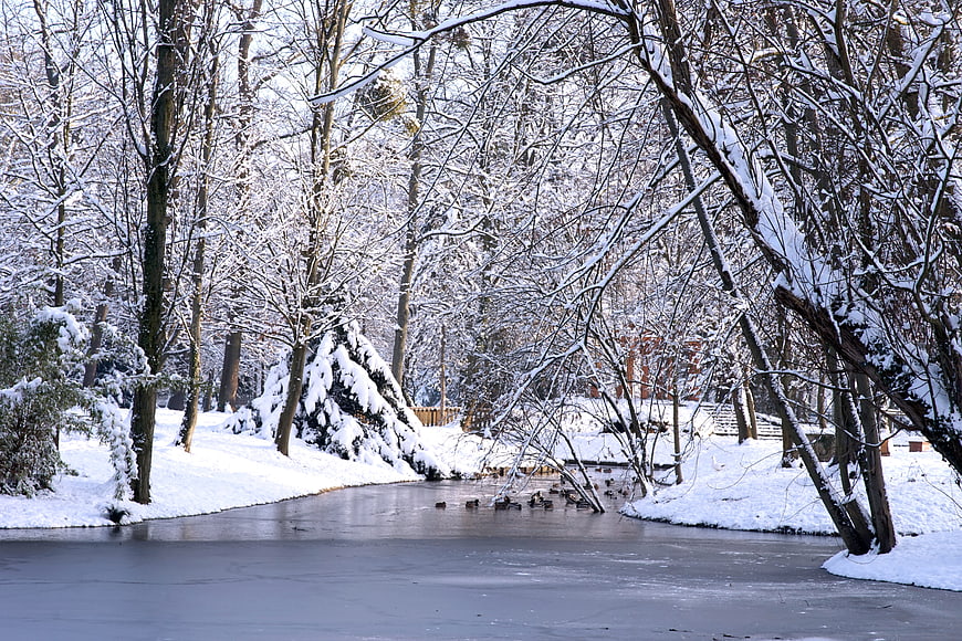 Frozen River in Snowy Winter Forest with Ducks