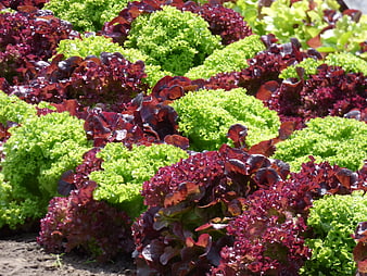 Rows of red and green lettuce growing in a garden