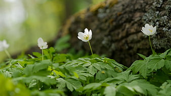 White Wood Anemone Flowers in a Lush Green Forest