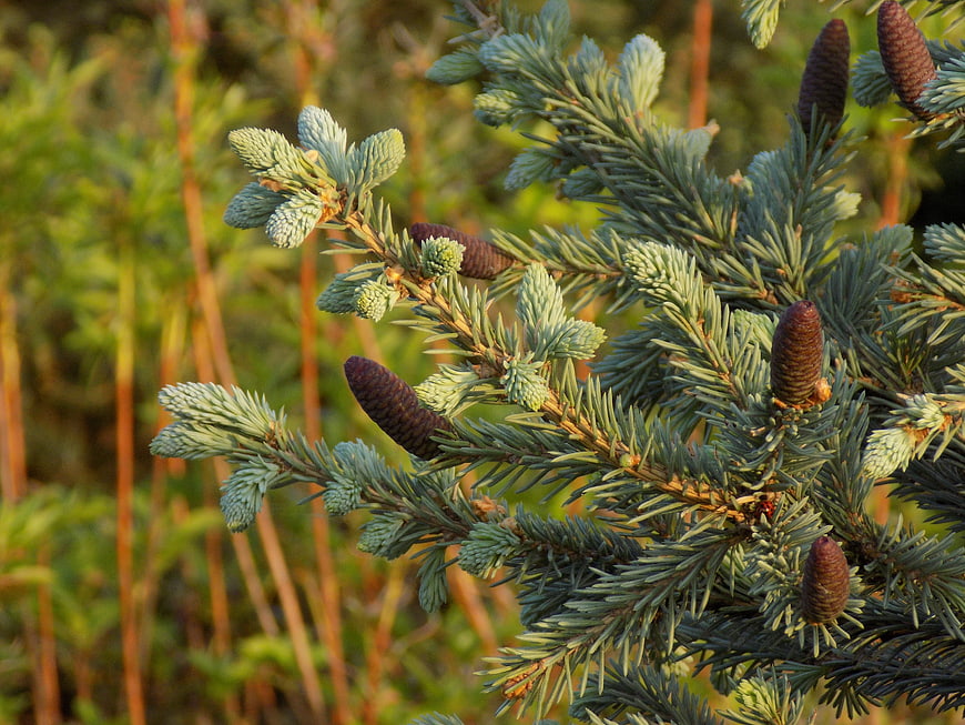 Close-up of Blue Spruce Branches with Cones