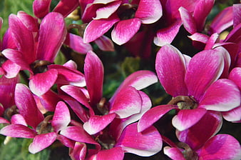 Close-up of vibrant pink and white cyclamen flowers