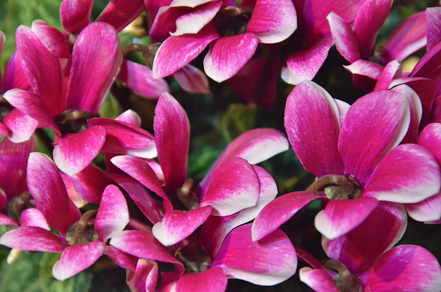 Close-up of vibrant pink and white cyclamen flowers
