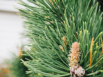 Close-up of green pine needles and young cone