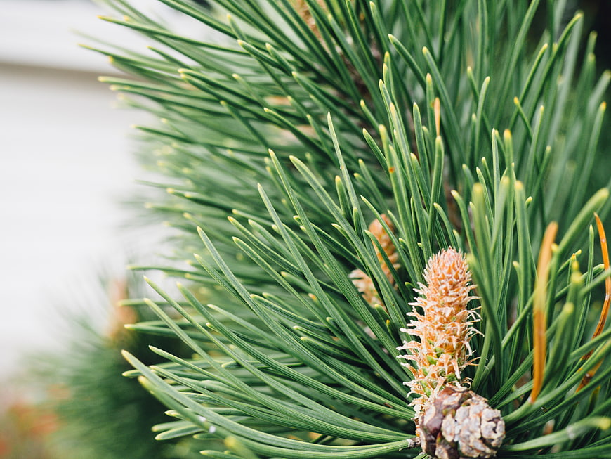 Close-up of green pine needles and young cone