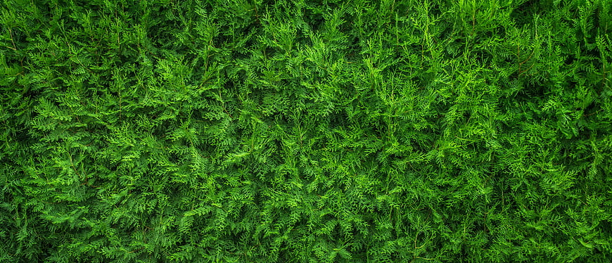 Dense Green Coniferous Foliage Texture Background