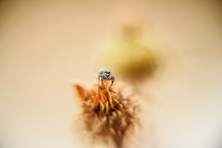 Macro photography of a jumping spider on a dried flower bud