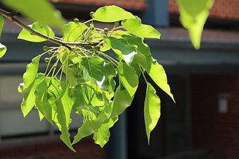 Sunlit Green Leaves on a Branch with Blurred Background