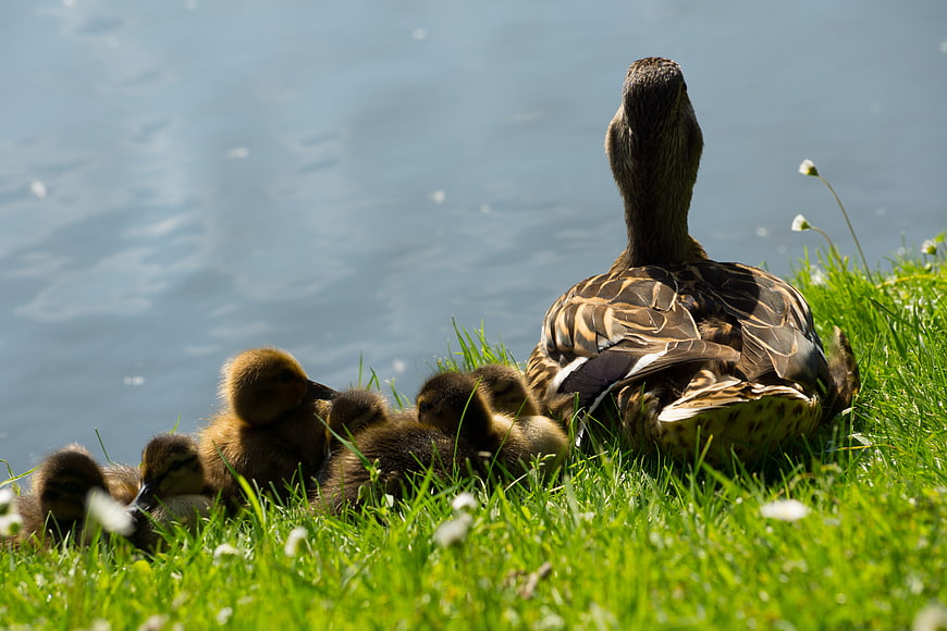 Mother Duck and Ducklings Resting on Grassy Bank