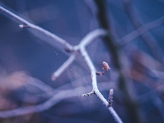 Frosty Tree Branches in Winter Forest
