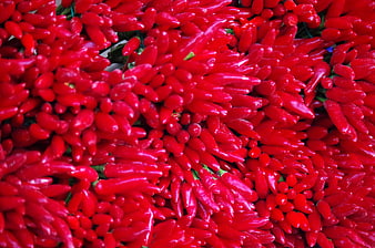 Vibrant Red Chili Peppers Pile Close Up