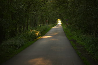 Sunlit narrow asphalt road winding through dense green forest
