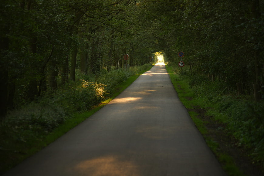 Sunlit narrow asphalt road winding through dense green forest