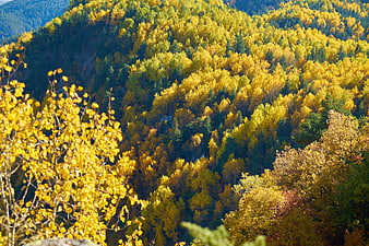 Vibrant Yellow Aspen Forest on Mountain Slope in Autumn