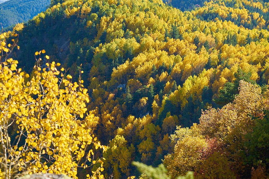 Vibrant Yellow Aspen Forest on Mountain Slope in Autumn