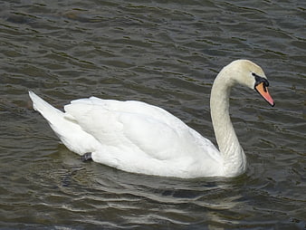 White Swan Swimming in Rippled Lake Water