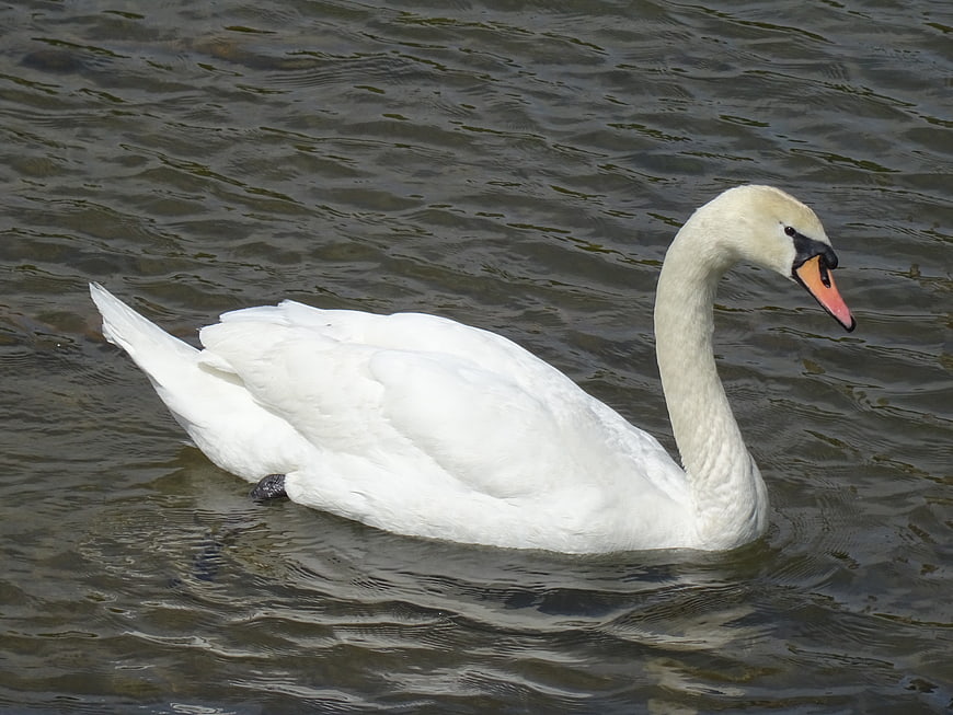 White Swan Swimming in Rippled Lake Water