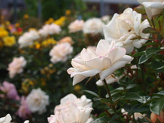 Close-up of white roses with pink edges in a garden