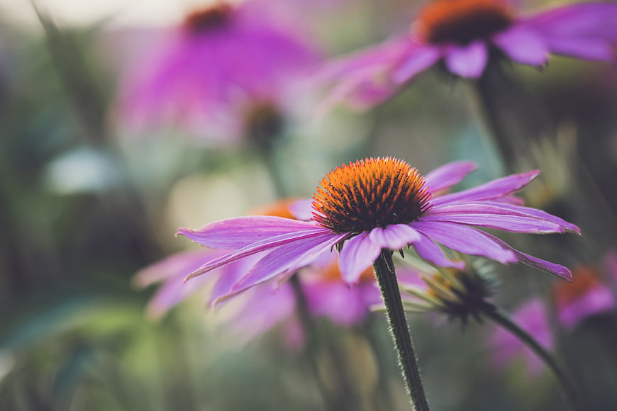 Close-up of purple coneflower with orange center in garden