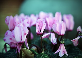 Close-up of pink cyclamen flowers with spotted petals