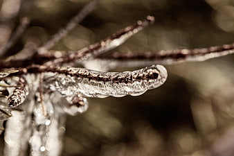 Macro close-up of frozen ice coating on a winter tree branch