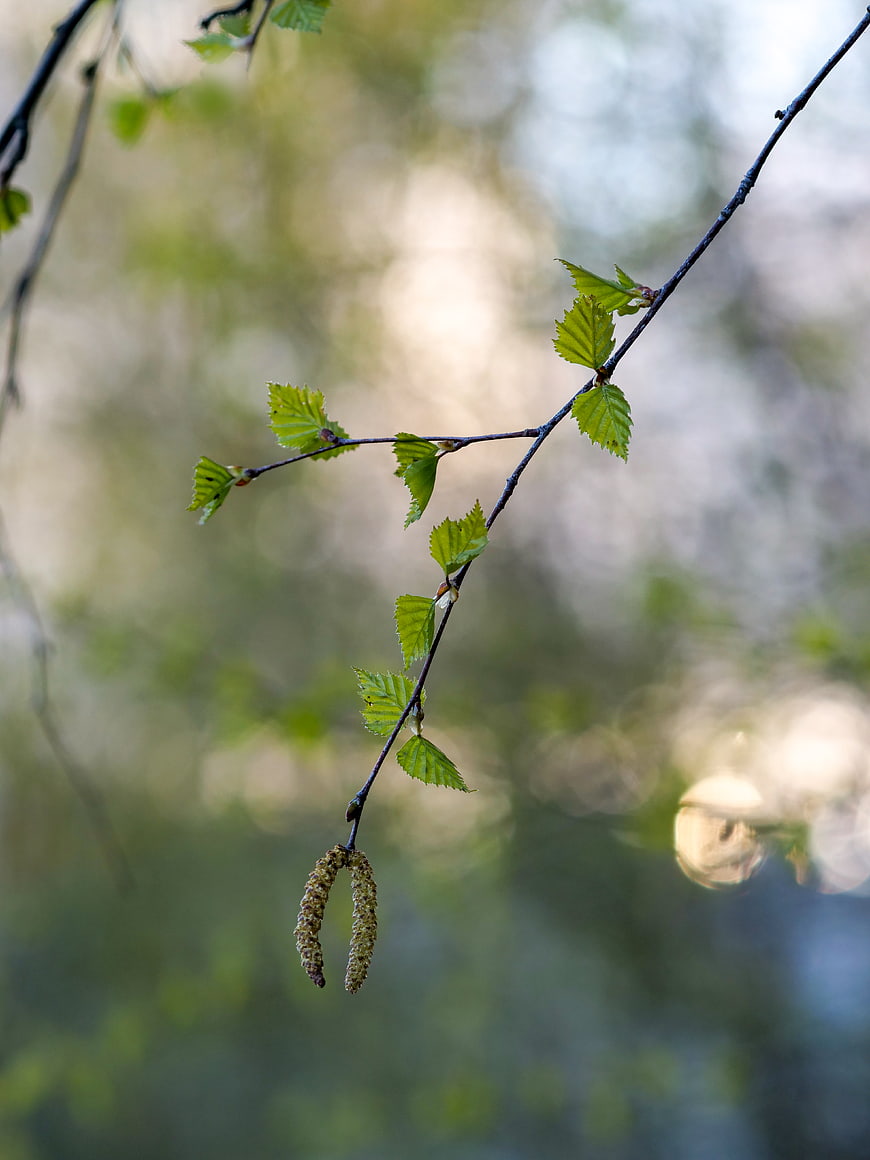 Fresh green birch branch with catkins in spring sunlight