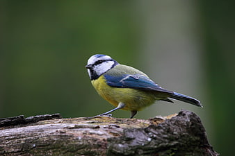 European Blue Tit Bird Perched on Log