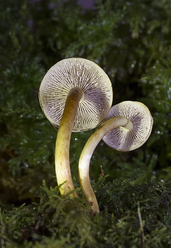 Close-up of two mushrooms with visible gills on moss