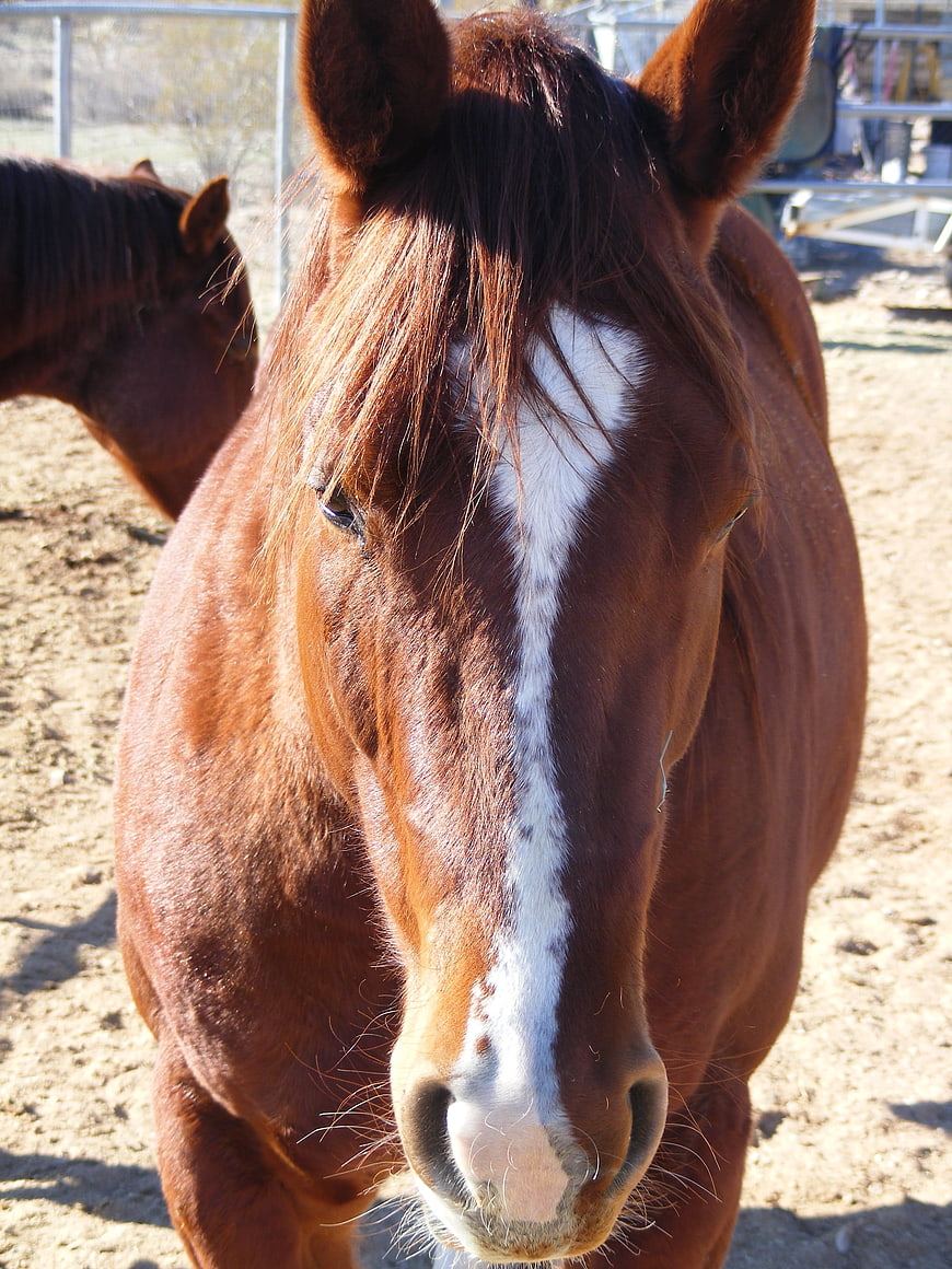 Close-up Portrait of Brown Horse with White Blaze