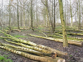 Felled birch logs in a deforested woodland clearing