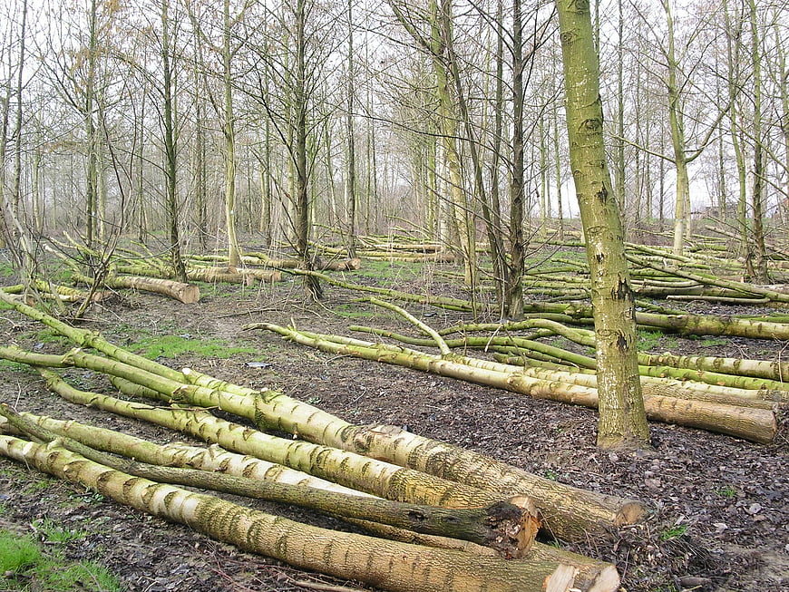 Felled birch logs in a deforested woodland clearing