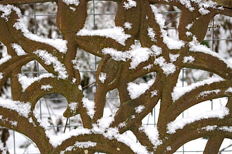 Close-up of Rusty Iron Ornament Covered in Snow