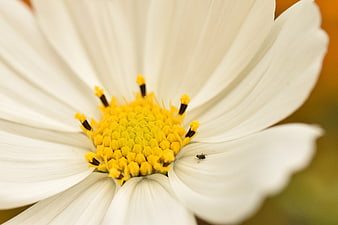 Macro photography of a white cosmos flower with yellow center