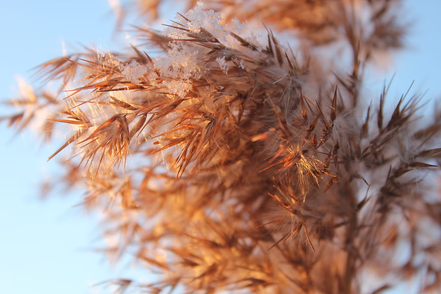 Close-up of frost-covered dry grass against blue sky
