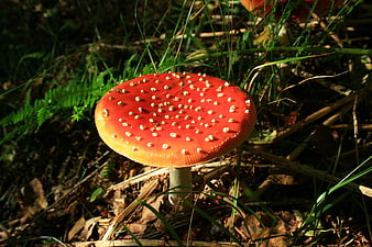 Red Fly Agaric Mushroom in Forest Undergrowth