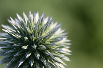 Close-up of Spiky Blue Eryngium Sea Holly Flower