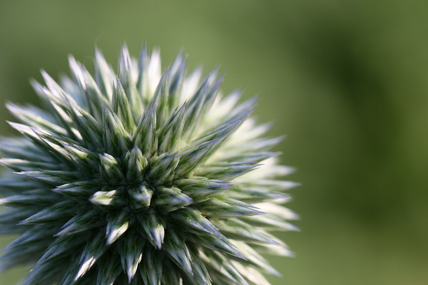 Close-up of Spiky Blue Eryngium Sea Holly Flower