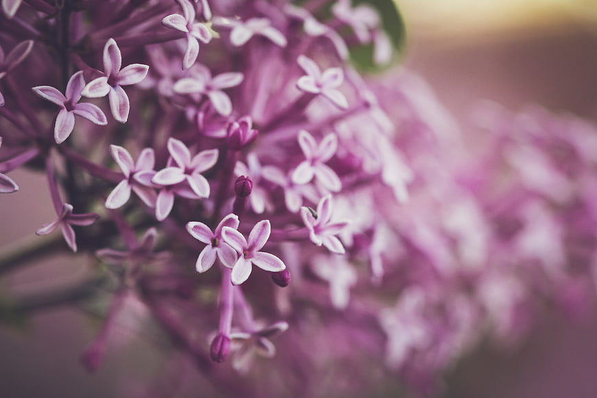 Close-up of purple lilac flowers with soft bokeh background