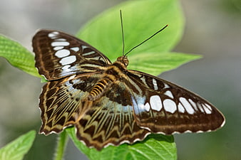 Close-up of a butterfly with intricate wing patterns on a green leaf