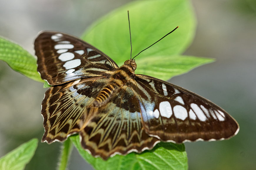 Close-up of a butterfly with intricate wing patterns on a green leaf