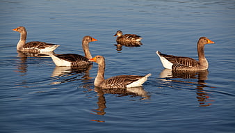 Gray Geese and Mallard Duck Swimming on Calm Blue Lake