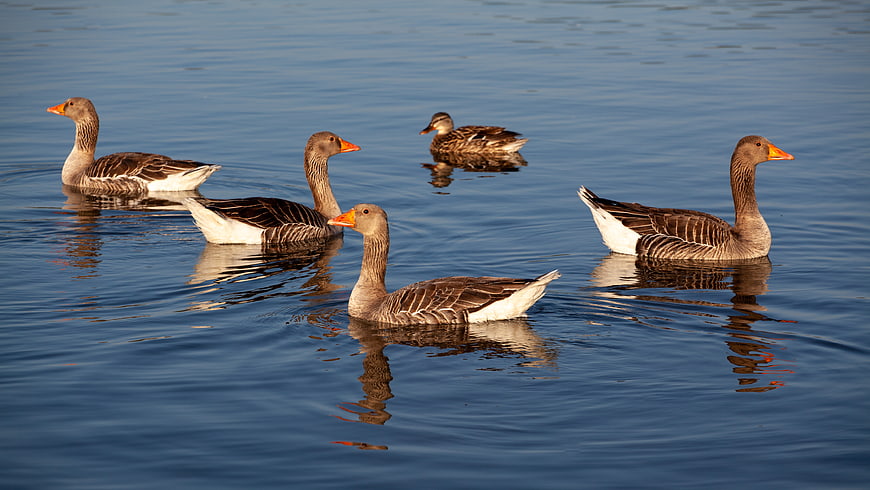 Gray Geese and Mallard Duck Swimming on Calm Blue Lake