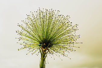 Close-up of Paepalanthus Bromelioides Flower Head