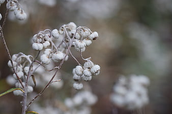 Close-up of white everlasting flowers with soft blurred background