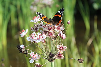 Red Admiral Butterfly on Wild Garlic Flower