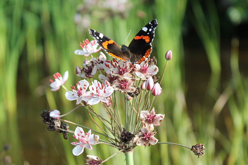 Red Admiral Butterfly on Wild Garlic Flower
