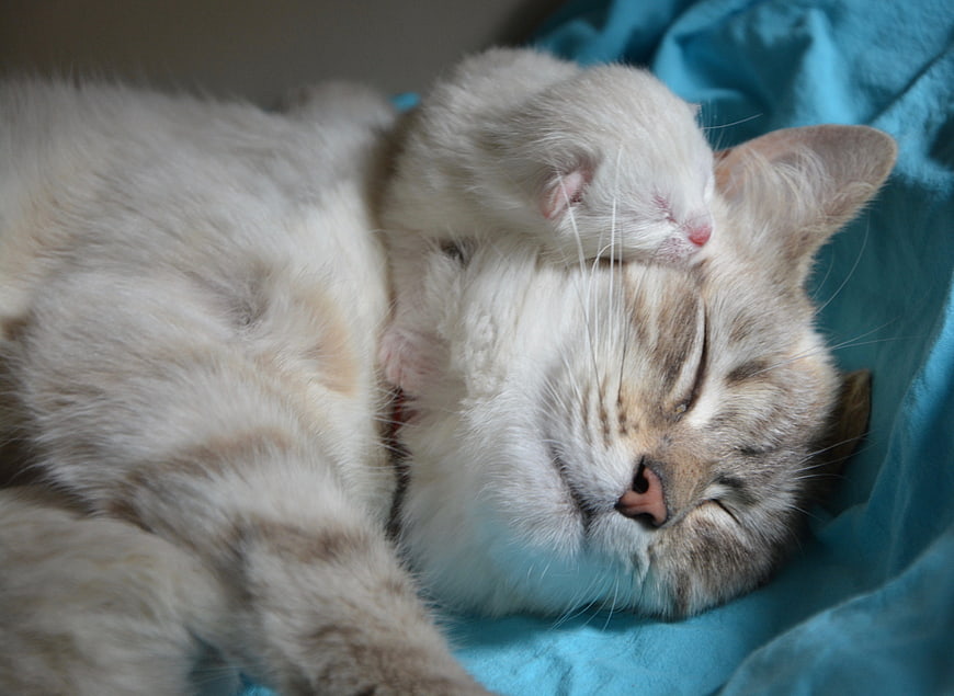 Sleeping mother cat cuddling with tiny white kitten