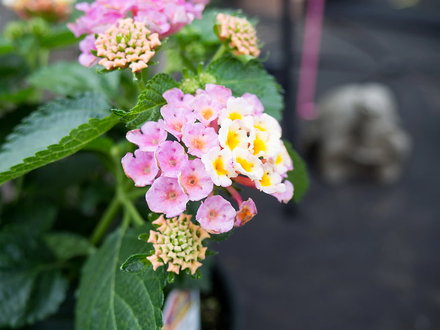 Close-up of Pink and White Lantana Flowers