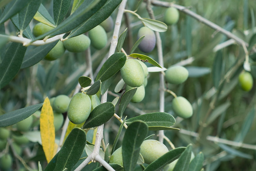 Close-up of green olives on a tree branch with leaves